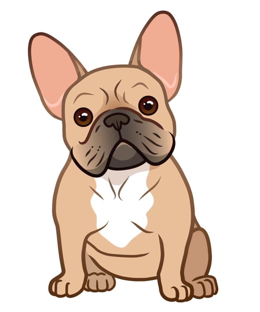 French bulldog cute sitting puppy with funny head tilt vector cartoon illustration isolated on white. Dogs, pets, animal lovers theme design element. A brown dog with white ears and pink nose.