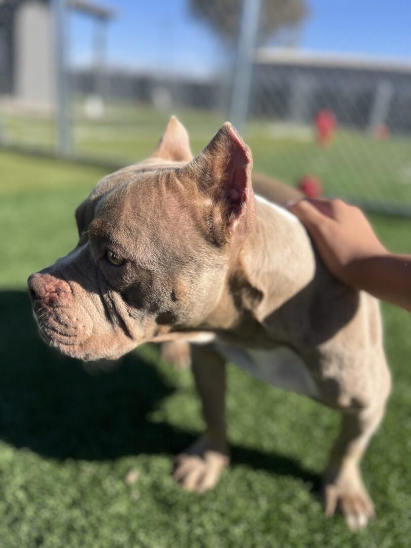 A close up of a dog on the grass