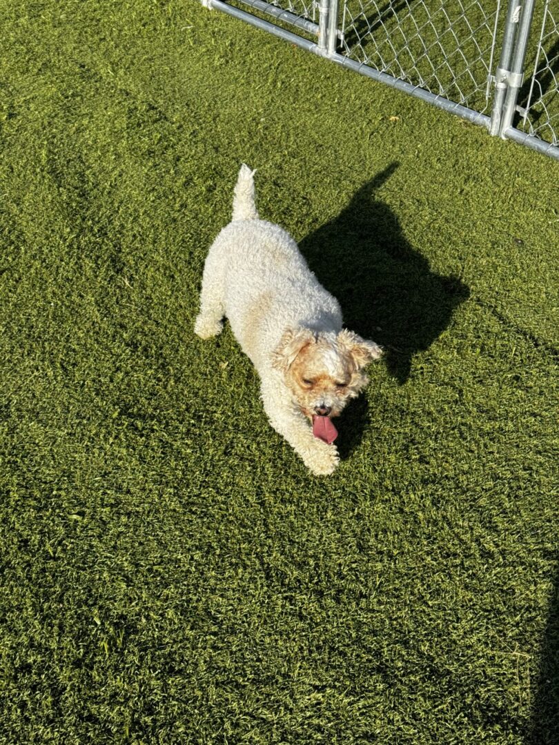 A dog is standing on the grass and looking up.