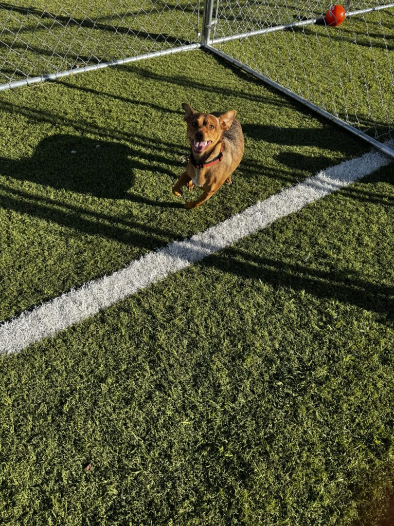 A dog running on the grass with its head down.