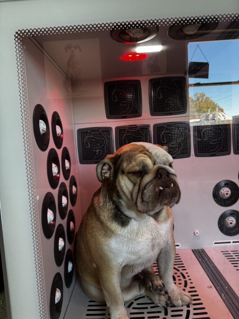 A dog sitting in an enclosed room with speakers on the wall.